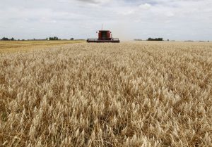 Bolsa reduz safra de trigo da Argentina para 13,5 mi t após chuvas chegarem tarde