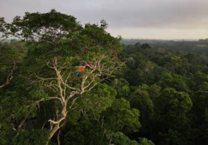 Japão promete primeira doação para Fundo Amazônia
