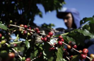 Illy diz que busca comprar “todo” café regenerativo do Brasil