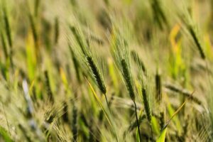 Agricultores russos avaliam reduzir plantio de trigo por queda da lucratividade
