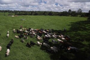 Recordes de abate no Brasil fazem do país o rei mundial da carne, mostram dados do IBGE