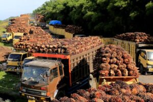 Queda de exportações de óleo de palma da Indonésia pode afetar oferta doméstica, dizem autoridades
