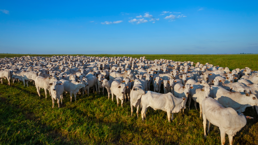 Brasil: População bovina supera a humana e consumo de ovos impressiona