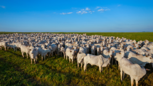 Brasil: População bovina supera a humana e consumo de ovos impressiona